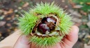 Foraging for Sweet Chestnuts
